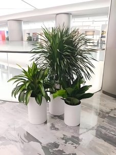 想让宁波江北空间出彩？盆景出租是绝佳选择